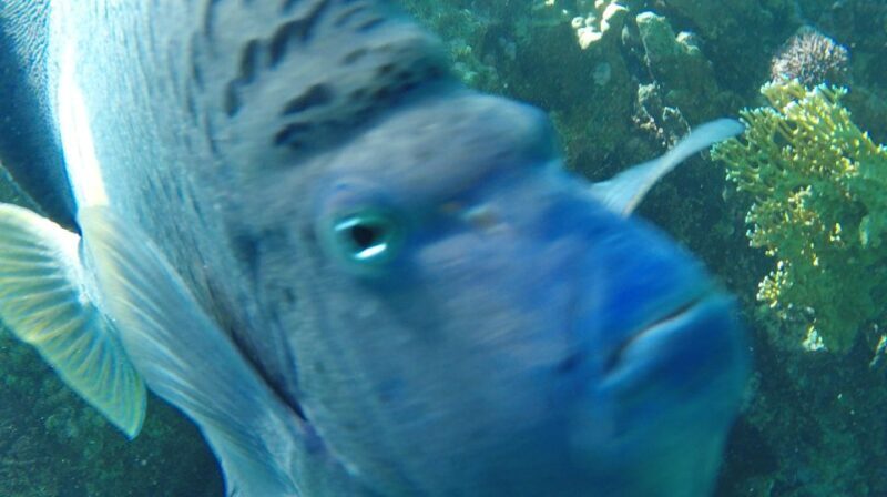 Hurghada: Orange Bay & Giftun Island, Snorkeling With Lunch - Key Points
