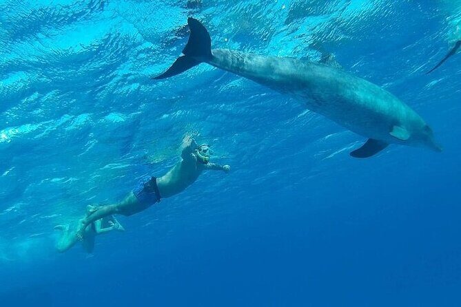 Hurghada: Orange island Snorkeling Trip with Lunch - Authentic Feedback from Participants