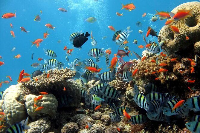 Hurghada Paradise Conquest Semi Submarine Snorkeling Trip - Final Thoughts