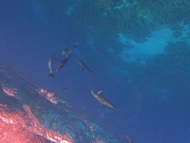 Hurghada: Private Speedboat to Dolphin House with Pickup - Introduction