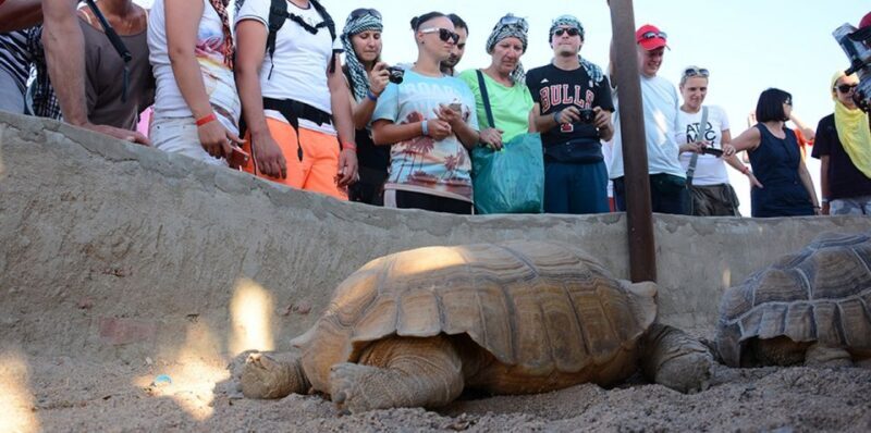 Hurghada: Quad Bike, Camel & Option Dinner, Show, Stargazing - What Reviews Tell Us