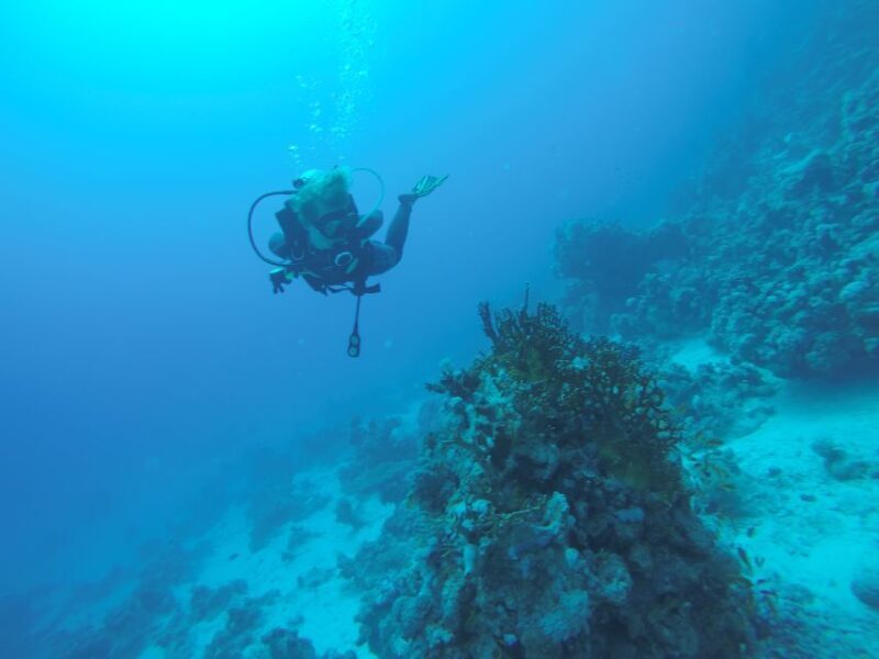 Hurghada- RedSea: Shore Diving with Dolphins and Transfers - Analyzing the Value: Is It Worth It?
