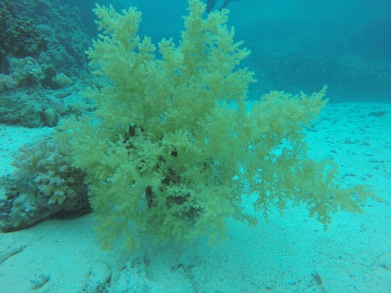Hurghada- RedSea: Shore Diving with Dolphins and Transfers - Who Should Consider This Tour?