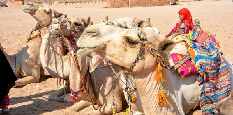 Hurghada: Safari Jeep, Buggy, Camel, Quad, Bedouin Dinner - Camel Rides: A Slow, Scenic Break