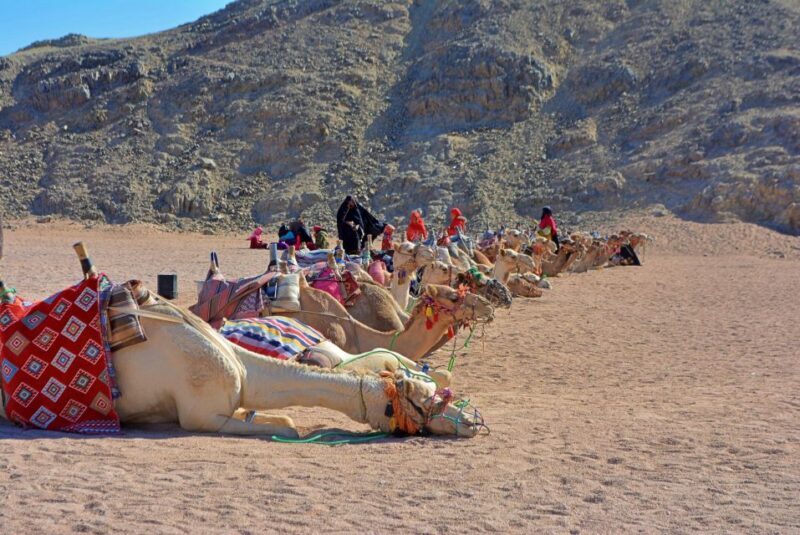 Hurghada: Safari Jeep , Camel Ride & BBQ Dinner - An in-depth look at the Hurghada desert safari