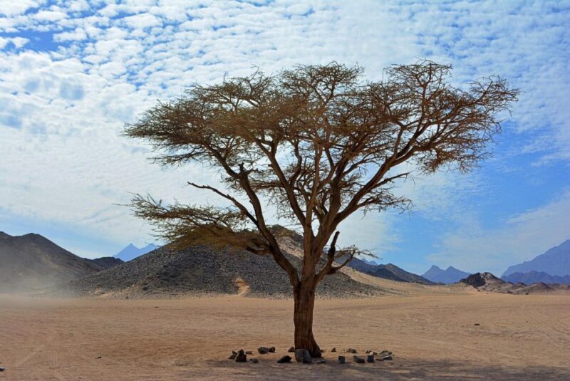 Hurghada: Safari Jeep , Camel Ride & BBQ Dinner - Final thoughts