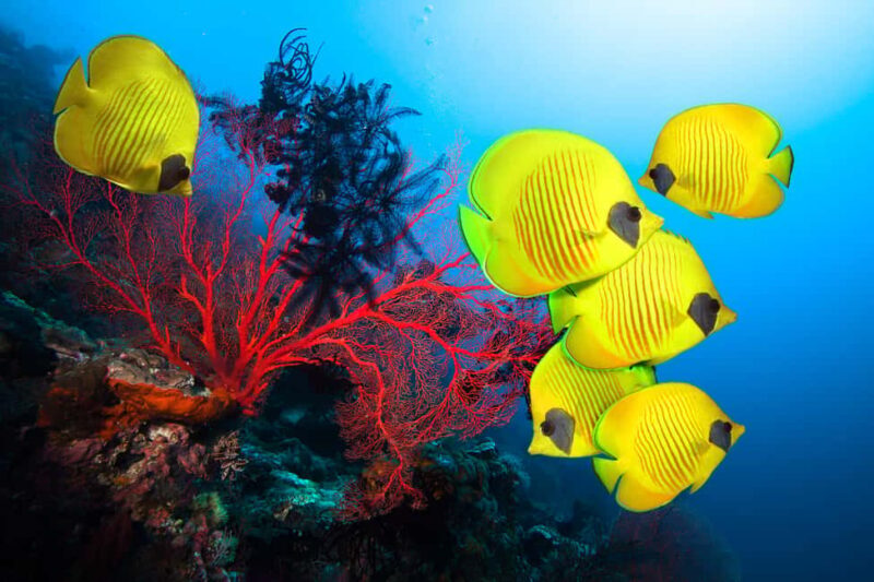 Hurghada: Scenic Submarine Tour with Snorkeling and Transfer - Value and Price Analysis