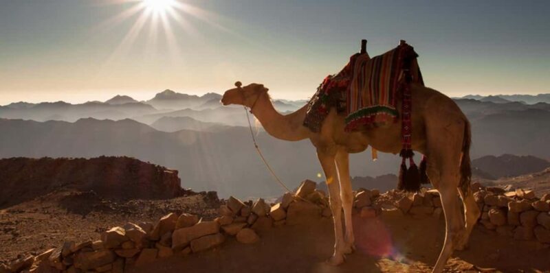 Hurghada: Sea & Desert Camel Ride w/Dinner, Show, Stargazing - Key Points