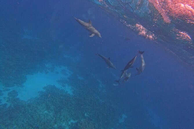 Hurghada Speedboat Dolphin Watching and Snorkeling - Practical Considerations