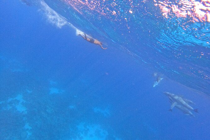 Hurghada Speedboat Dolphin Watching and Snorkeling - FAQ