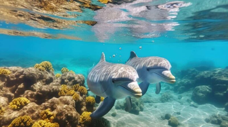 Hurghada: Speedboat Dolphin Watching & Snorkeling with Lunch - Key Points
