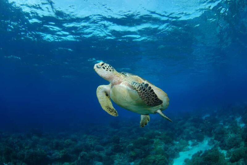 Hurghada: Turtle Bay Speedboat Tour with Snorkeling - Setting the Scene: What to Expect on the Tour