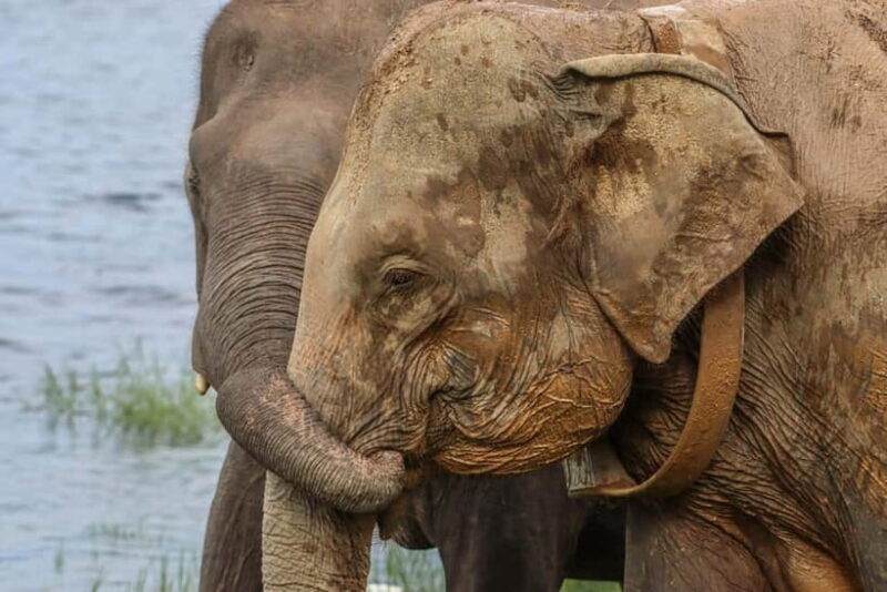 Hurulu Eco Park Habarana Elephant Safari including tickets - Introduction