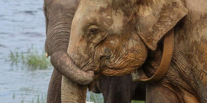 Hurulu Eco Park Habarana Elephant Safari including tickets - Key Points