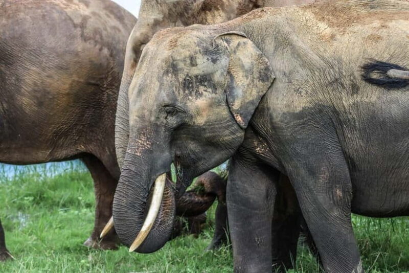 Hurulu Eco Park Habarana Elephant Safari including tickets - Authentic Experiences from Real Travelers