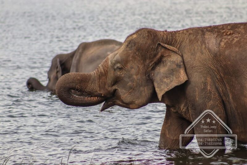 Hurulu Eco Park Habarana Elephant Safari including tickets - The Sum Up