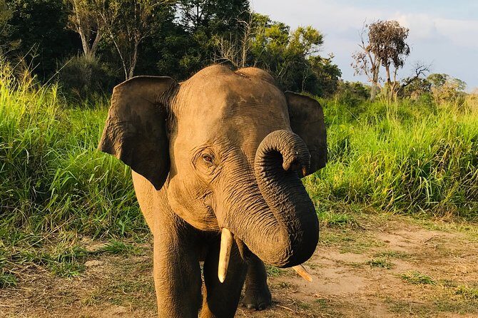 Hurulu Eco Park Half Day Safari - Key Points