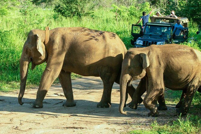 Hurulu Eco Park Private Safari - Why This Safari Offers Good Value