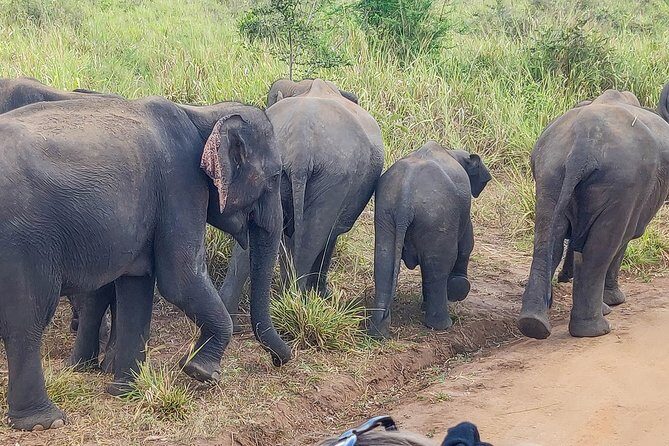 Hurulu Eco Park Private Safari - Who Should Consider This Tour?