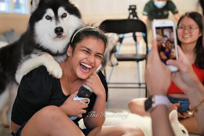 Huskitory Connecting People and Dogs - What to Expect on Your Visit