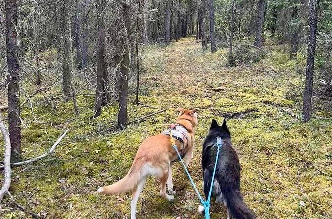 Husky Hike and Forest Adventure - FAQ