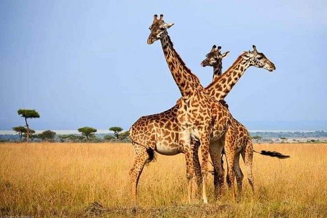 Hwange Day Trip - The Guides and Value