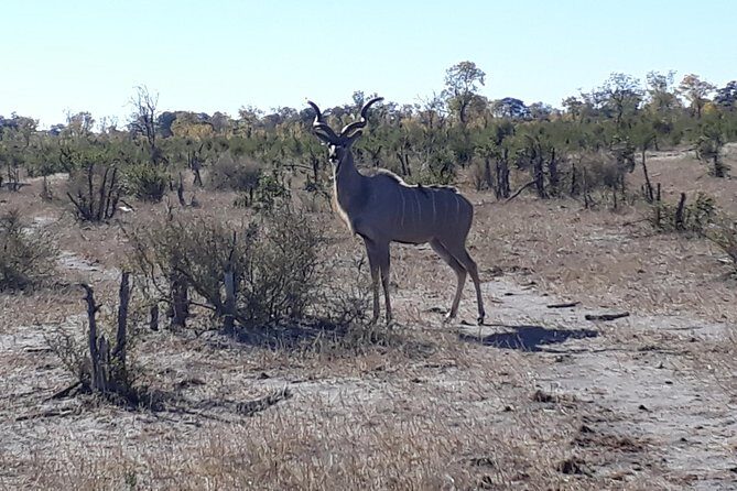 Hwange Day Trip - Who Will Love This Tour?