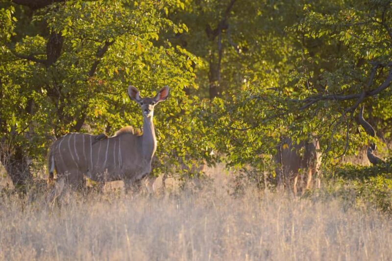 Hwange Full Day Safari from Victoria Falls - Key Points