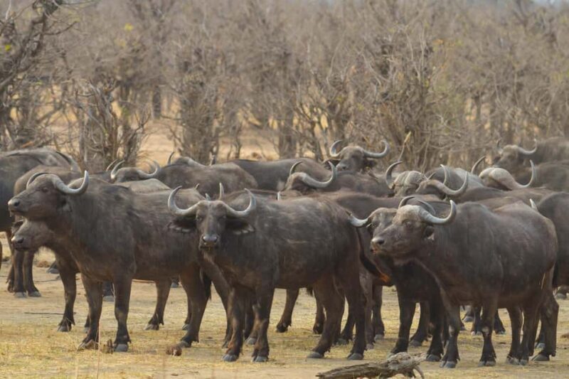 Hwange Full Day Safari from Victoria Falls - An Overview of the Hwange National Park Experience