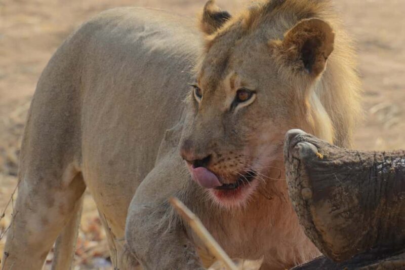 Hwange Full Day Safari from Victoria Falls - What’s Included and What to Budget For