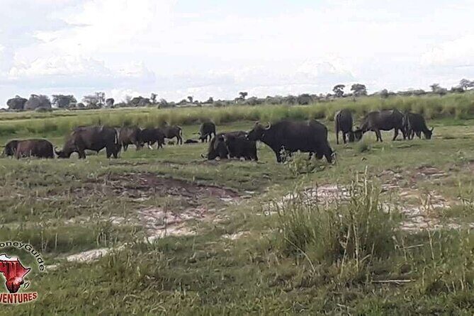 Hwange National Park 3 Days Package - An In-Depth Look at the 3-Day Hwange National Park Tour