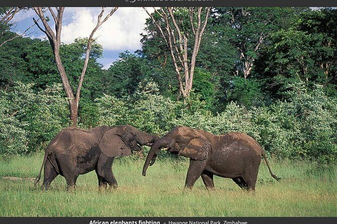 Hwange National Park Full Day Game Drive Safari - Key Points