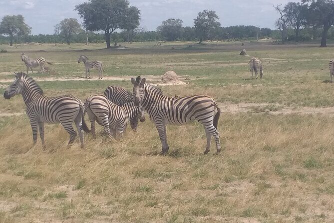 Hwange National Park Full Day Trip - A Hour-by-Hour Breakdown of the Day