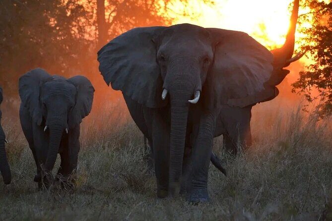 Hwange National Park Full Day Trip - The Value of This Experience