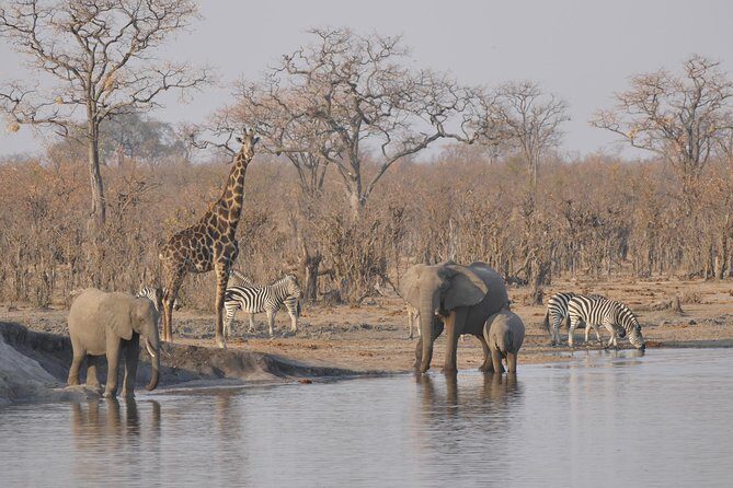 Hwange (Safari) Day Trip from Victoria Falls - Who Will Love This Tour?