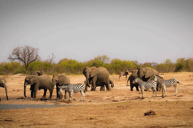 Hwange (Safari) Day Trip from Victoria Falls - Final Thoughts: Who Should Book This Tour?