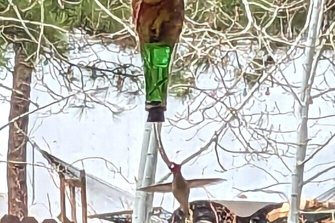 Hydro Dipped Hummingbird Feeder - Discover the Art of Making Your Own Hummingbird Feeder in Estes Park
