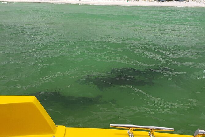 Hydro Rocket Dolphin Sightseeing Boat Tour from Destin - Authentic Feedback from Travelers