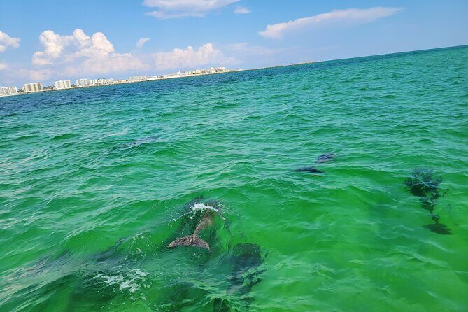 Hydro Rocket Dolphin Sightseeing Boat Tour from Destin - Who Should Consider This Tour?