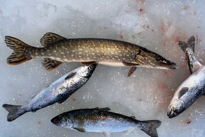 Ice Fishing in Fairbanks - Frequently Asked Questions