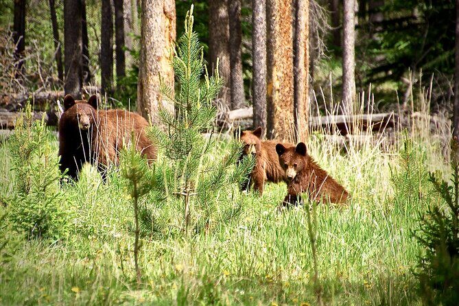 Icefields Parkway Highlights & Secrets | Award-Winning Adventure - Exploring the Itinerary in Detail