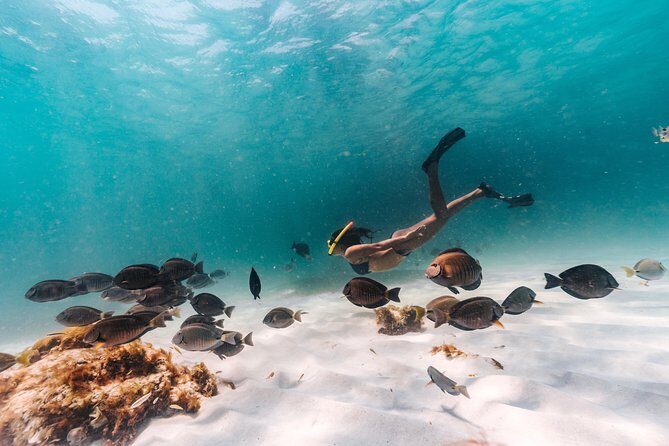 Iconic Aruba Sail and Snorkel Experience - Setting Sail in Aruba: What to Expect