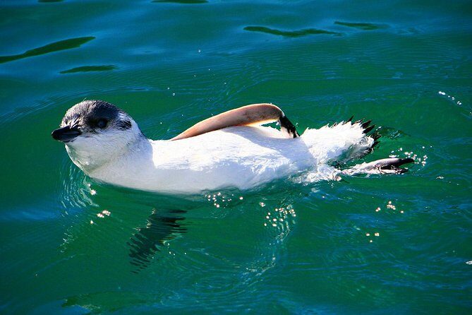 Iconic Wildlife Tour with Yellow Eyed Penguins & Royal Albatross - What Travelers Say