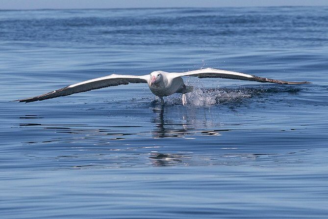 Iconic Wildlife Tour with Yellow Eyed Penguins & Royal Albatross - FAQ: Your Questions Answered