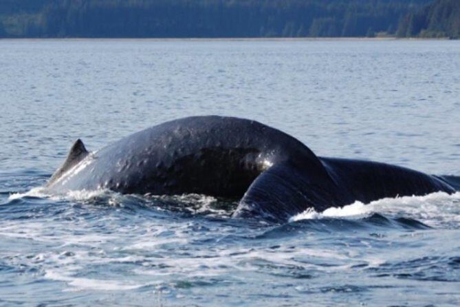 Icy Strait Shore Excursion: Whale Watching Adventure Tour - The Itinerary in Detail