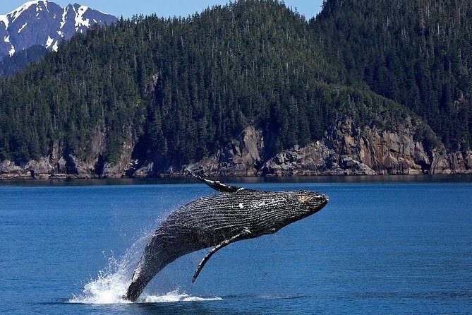 Icy Strait Shore Excursion: Whale Watching Adventure Tour - Who Will Enjoy This Tour?