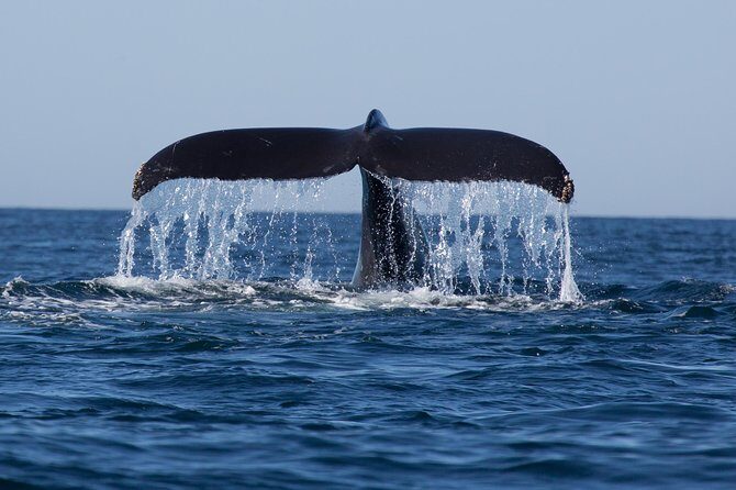 Icy Strait Shore Excursion: Whale Watching Adventure Tour - FAQ