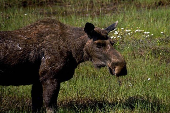 Icy Strait Small Group Shore Excursion: We're going on a bear hunt! - FAQ