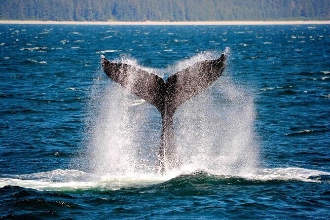 Icy Strait Whale & Wildlife Endeavor - Icy Strait Whale & Wildlife Endeavor: A Close-Up Look at Alaska’s Marine Life