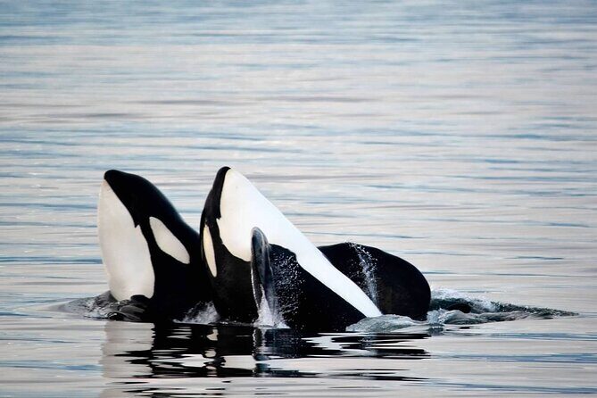 Icy Strait Whale & Wildlife Endeavor - The Experience: What to Expect from Start to Finish